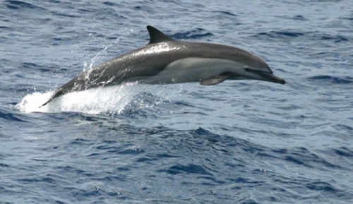 Delfino comune.jpg