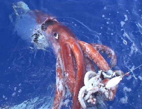 Calamaro.jpg