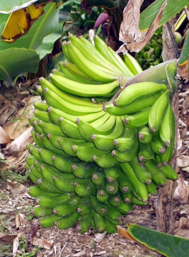 banane ECONOMIA.jpg