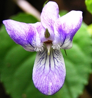 Viola anagae.jpg