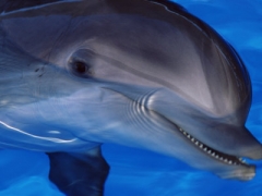 Delfini.jpg