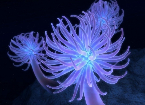 Anemone di mare.jpg