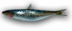 sardina3.jpg