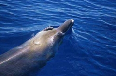 Balene dal becco d'oca.jpg